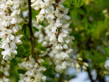 Çiçekli akasya beyaz üzüm