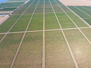 Üzüm meyve bahçeleri kuşbakışı. Asma satırları. Garde üstten görünüm