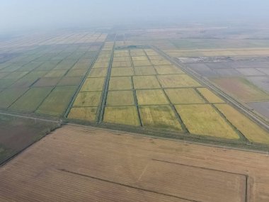 Suyla dolu tarlalarda pirinç yetiştiriyor. Alanda olgun pirinç, begi