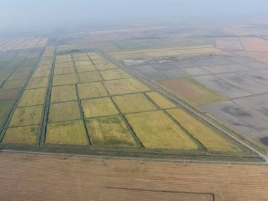 Suyla dolu tarlalarda pirinç yetiştiriyor. Alanda olgun pirinç, begi