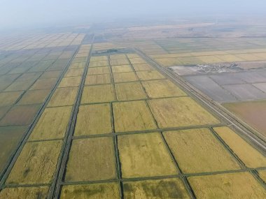 Suyla dolu tarlalarda pirinç yetiştiriyor. Alanda olgun pirinç, begi