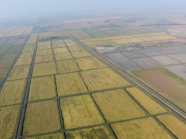 Suyla dolu tarlalarda pirinç yetiştiriyor. Alanda olgun pirinç, begi