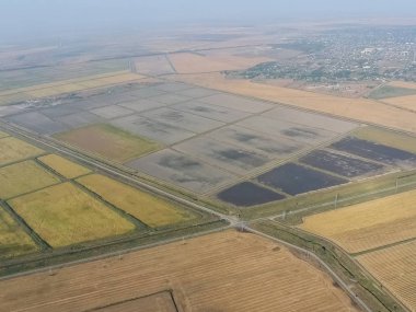 Suyla dolu tarlalarda pirinç yetiştiriyor. Alanda olgun pirinç, begi