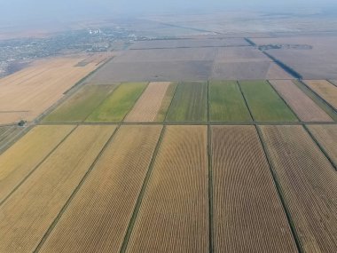 Suyla dolu tarlalarda pirinç yetiştiriyor. Alanda olgun pirinç, begi