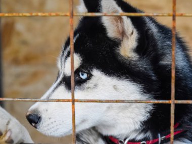 Husky köpek farklı gözlerle. Siyah ve beyaz husky. Brown ve 