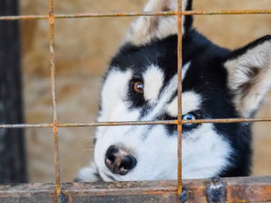 Husky köpek farklı gözlerle. Siyah ve beyaz husky. Brown ve 