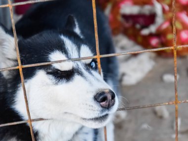 Husky köpek farklı gözlerle. Siyah ve beyaz husky. Brown ve 