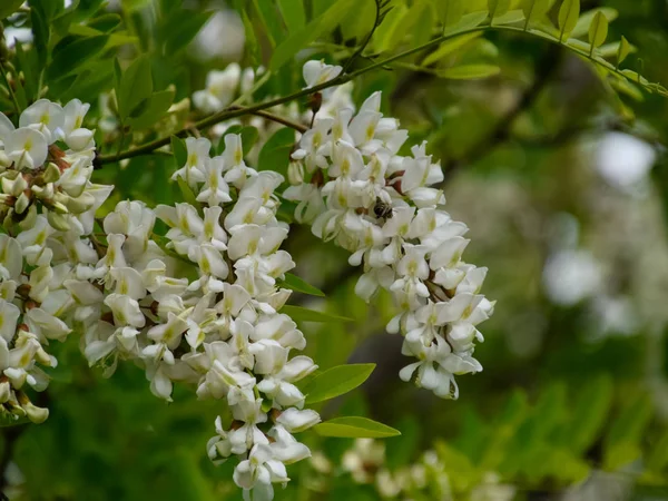 Flowering acacia white grapes — Stock Photo, Image