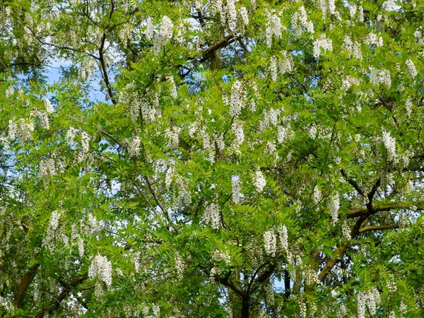 Flowering acacia white grapes — Stock Photo, Image