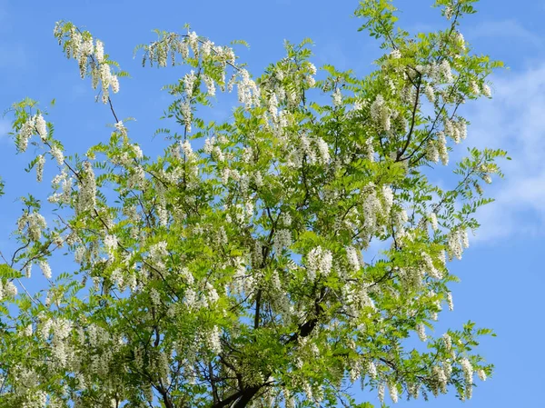 Flowering acacia white grapes — Stock Photo, Image