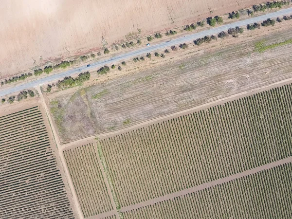 Widok z lotu ptaka winogron sadów. Rzędy winorośli. Widok z góry Garde — Zdjęcie stockowe