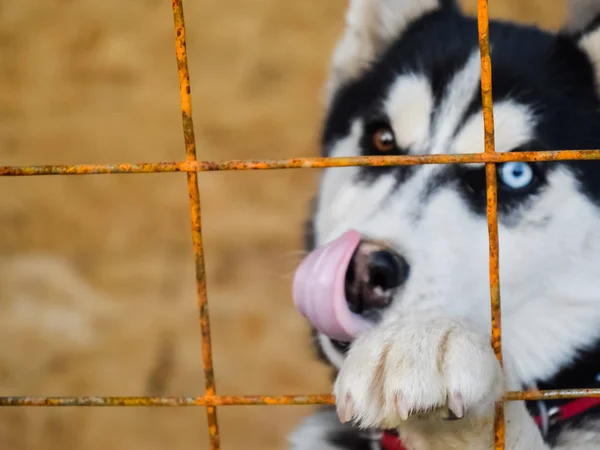 Husky hunden med olika ögon. Svart och vitt husky. Brown och — Stockfoto