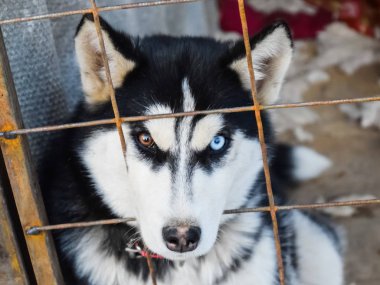 Husky köpek farklı gözlerle. Siyah ve beyaz husky. Brown ve 