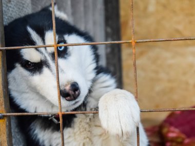 Husky köpek farklı gözlerle. Siyah ve beyaz husky. Brown ve 