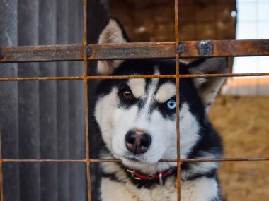 Husky köpek farklı gözlerle. Siyah ve beyaz husky. Brown ve 