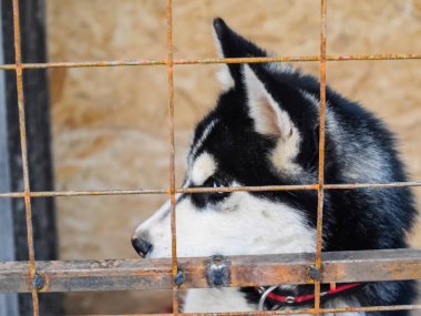 Husky köpek farklı gözlerle. Siyah ve beyaz husky. Brown ve 