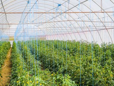 Sera domates. Gr saflarında bağlı domates