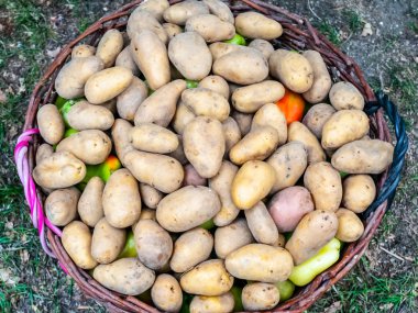 Sepet içinde genç patates. Patates yumrular