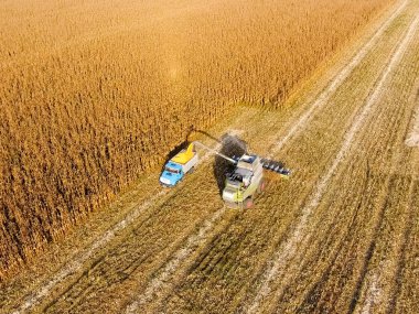 Hasat dökülen Mısır tane kamyon vücuda birleştirin. Harveste