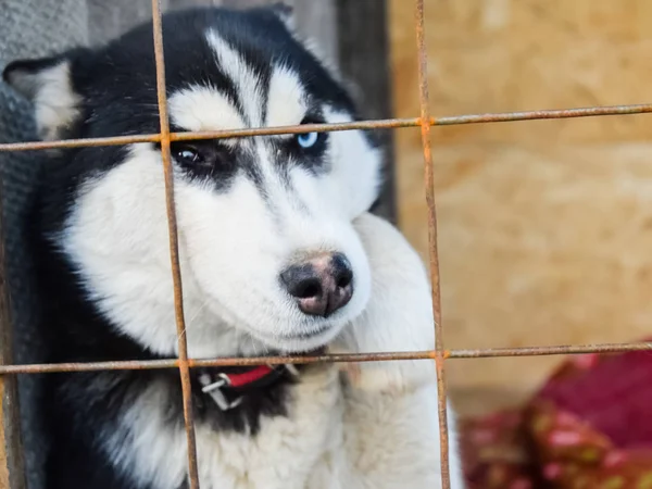 Husky Dog with different eyes. Black and white husky. Brown and