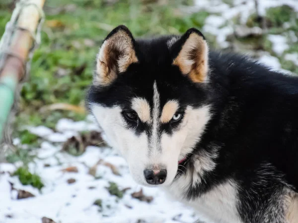 Husky Dog with different eyes. Black and white husky. Brown and