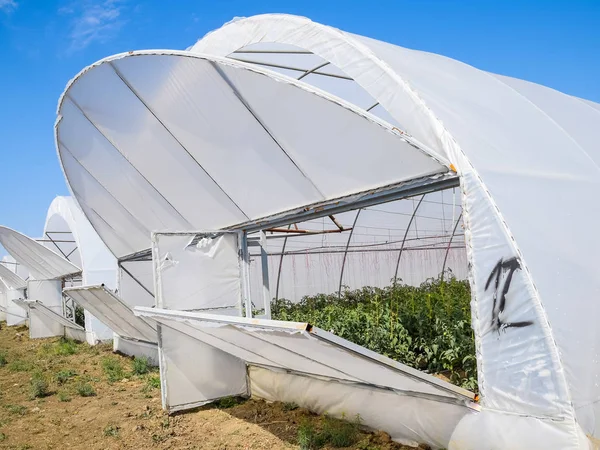 Open the doors of the greenhouse with tomatoes. The big greenhou — Stock Photo, Image