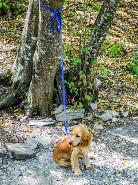 Red dog on a leash tied to the trunk of a tree — Stock Photo, Image