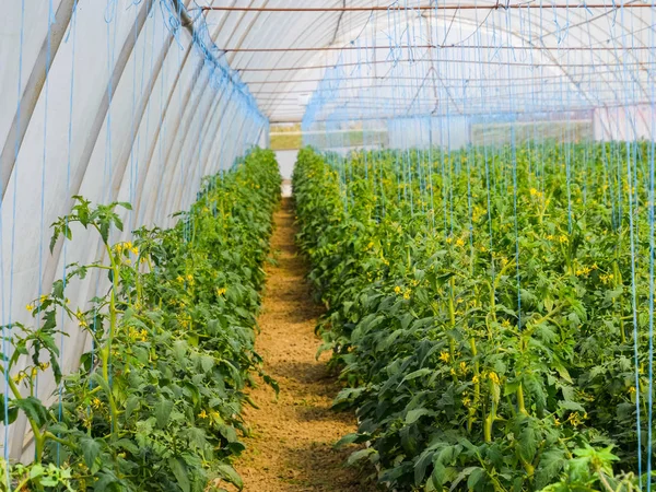 Tomaten im Gewächshaus. gebundene Tomaten in den Reihen der Gr — Stockfoto