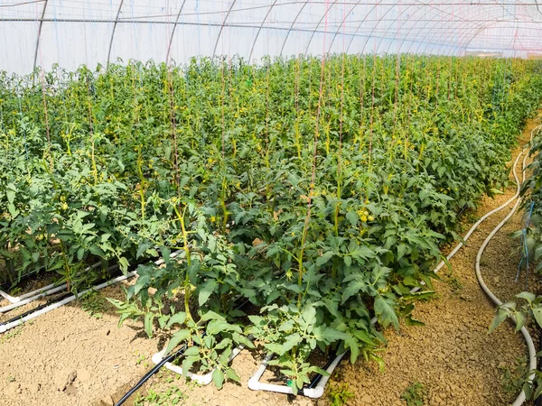 温室里的西红柿。绑在 gr 的行列中的西红柿 — 图库照片