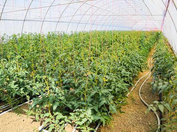 Tomaten im Gewächshaus. gebundene Tomaten in den Reihen der Gr — Stockfoto