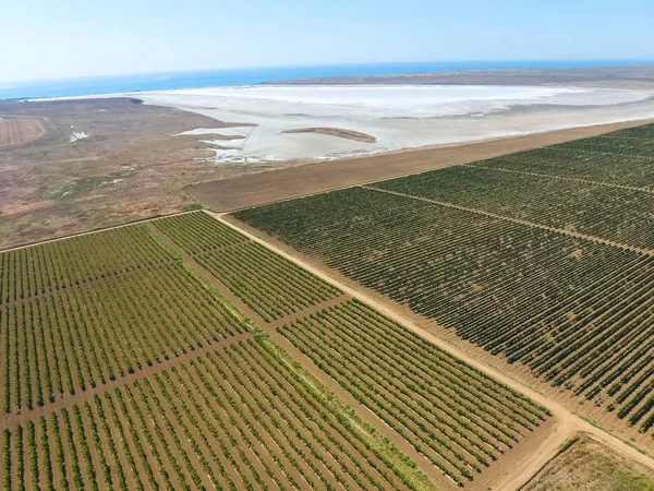 Vignobles près du lac salé. Vue d'en haut — Photo