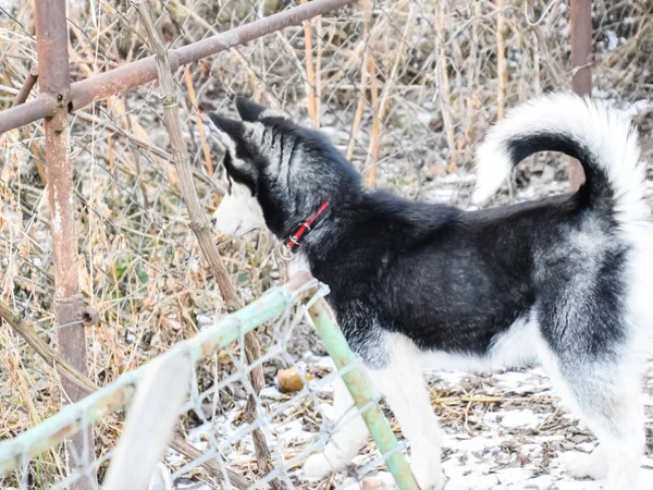 Unga husky hunden stående av ett staket från rutnätet — Stockfoto