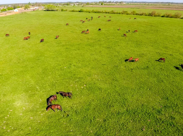 Grazing horses on the field. Shooting horses from quadrocopter. — Stock Photo, Image