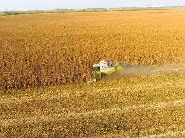Hasat mısır hasat. Mısır koçanı bir co yardımıyla toplamak