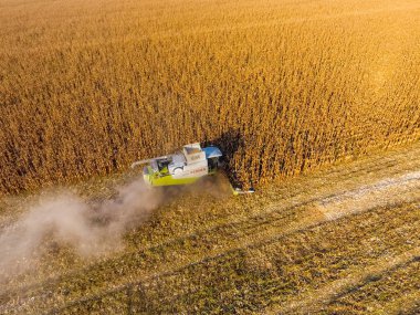 Hasat mısır hasat. Mısır koçanı bir co yardımıyla toplamak