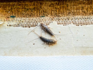 Haşere kitaplar ve Gazeteler. Kağıt üzerinde - gümüş balık besleme böcek,