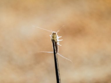 İğnede gümüş balık. Haşere kitapları ve gazeteler. Böcek beslemesi