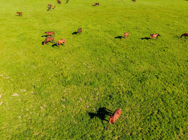 Grazing horses on the field. Shooting horses from quadrocopter. 