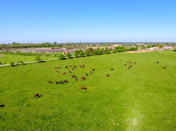 Grazing horses on the field. Shooting horses from quadrocopter. 