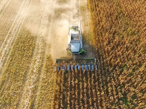 Harvester verzamelt maïs. Verzamelen van maïskolven met behulp van een co — Stockfoto