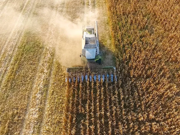 Harvester harvests corn. Collect corn cobs with the help of a co