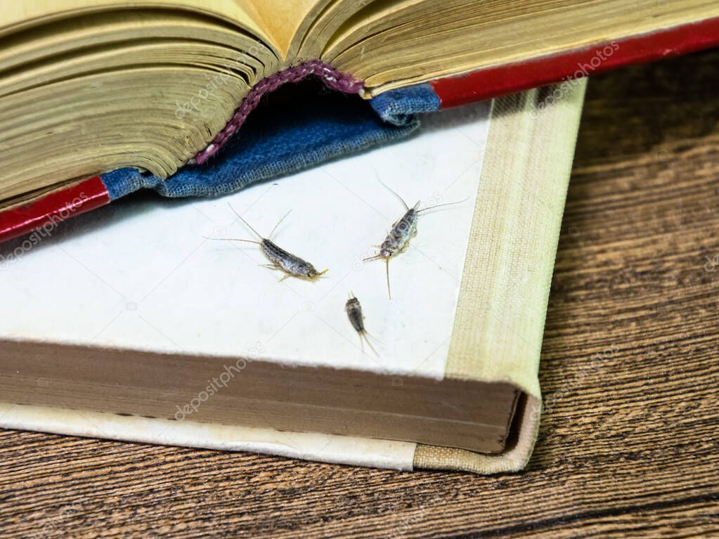 Pest books and newspapers. Insect feeding on paper - silverfish 
