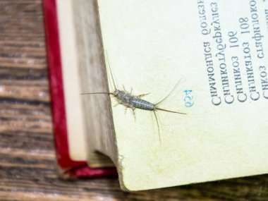 Termobia domestica. Haşere kitapları ve gazeteler. Lepismatidae Ins
