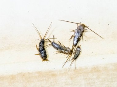 Termobia domestica. Haşere kitapları ve gazeteler. Lepismatidae Ins