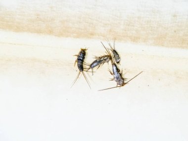 Termobia domestica. Haşere kitapları ve gazeteler. Lepismatidae Ins