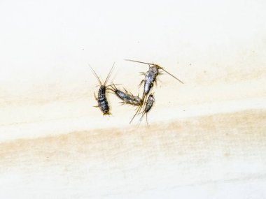 Termobia domestica. Haşere kitapları ve gazeteler. Lepismatidae Ins