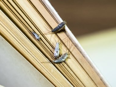 Termobia domestica. Haşere kitapları ve gazeteler. Lepismatidae Ins