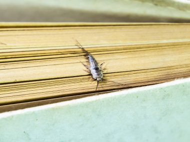 Termobia domestica. Haşere kitapları ve gazeteler. Lepismatidae Ins