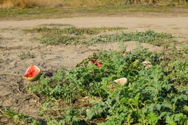 Terk edilmiş bir alan karpuz ve kavun. Çürük karpuz