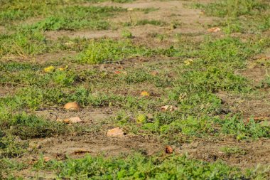 Terk edilmiş bir alan karpuz ve kavun. Çürük karpuz
